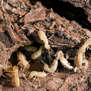termite-sounds