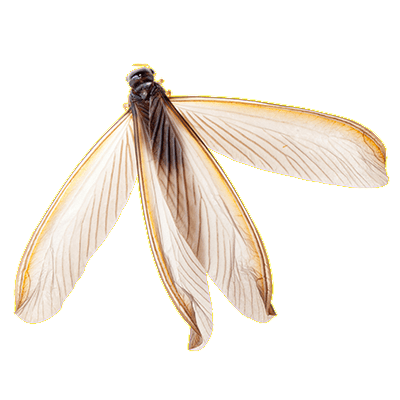 termite-swarmer