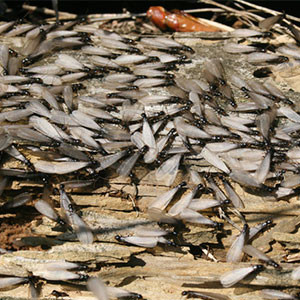 termite-swarmers