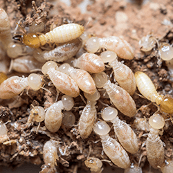 termites up close