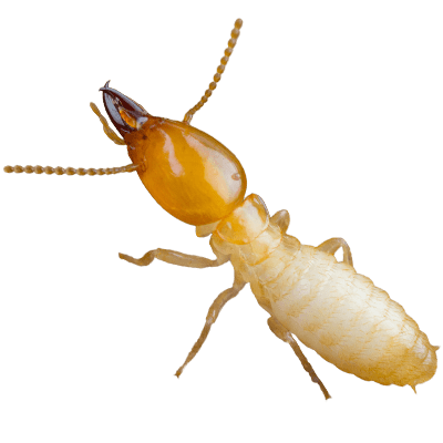 termites-new-jersey