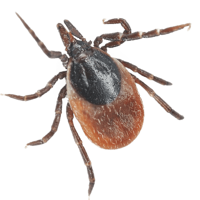 tick