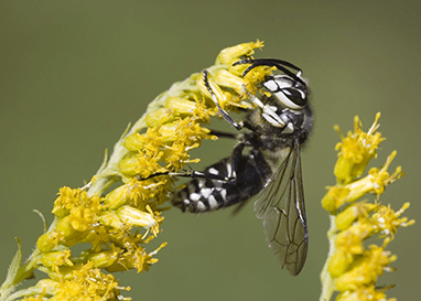 wasp-control