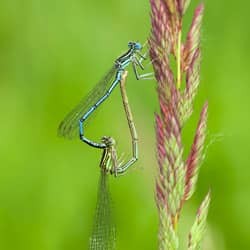dragonfly-mating