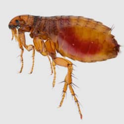 Understanding Fleas