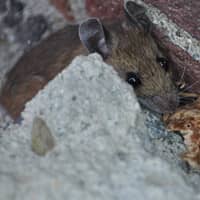 mouse-next-to-home