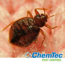 nj-bed-bug-treatments