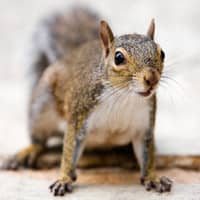 squirrel-in-basement