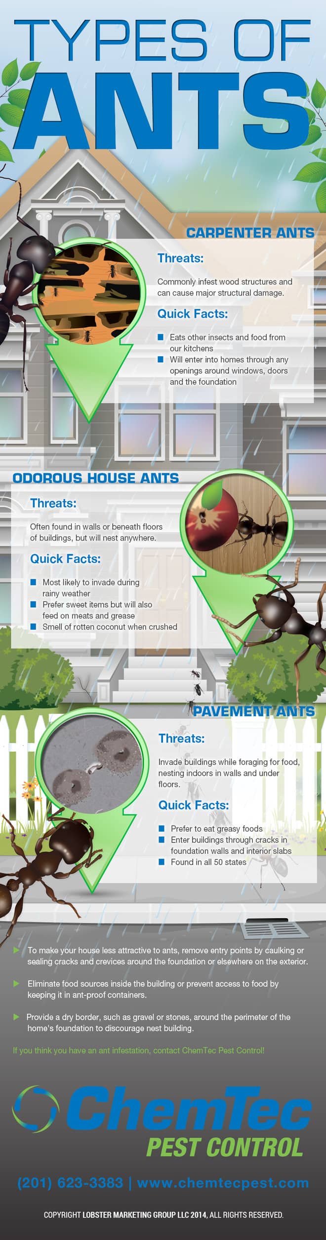 Common Types Of Ants In NJ [Infographic] ChemTec Pest Control