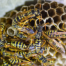 wasp-nest-up-close