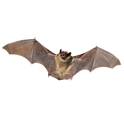 bat