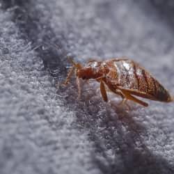 bed-bug-in-home