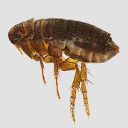 Early Flea Prevention Steps for New Jersey Residents