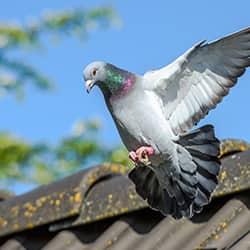 pigeon-in-new-jersey