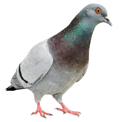 pigeon