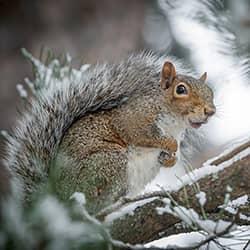 squirrel