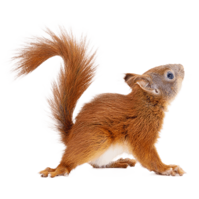 squirrel