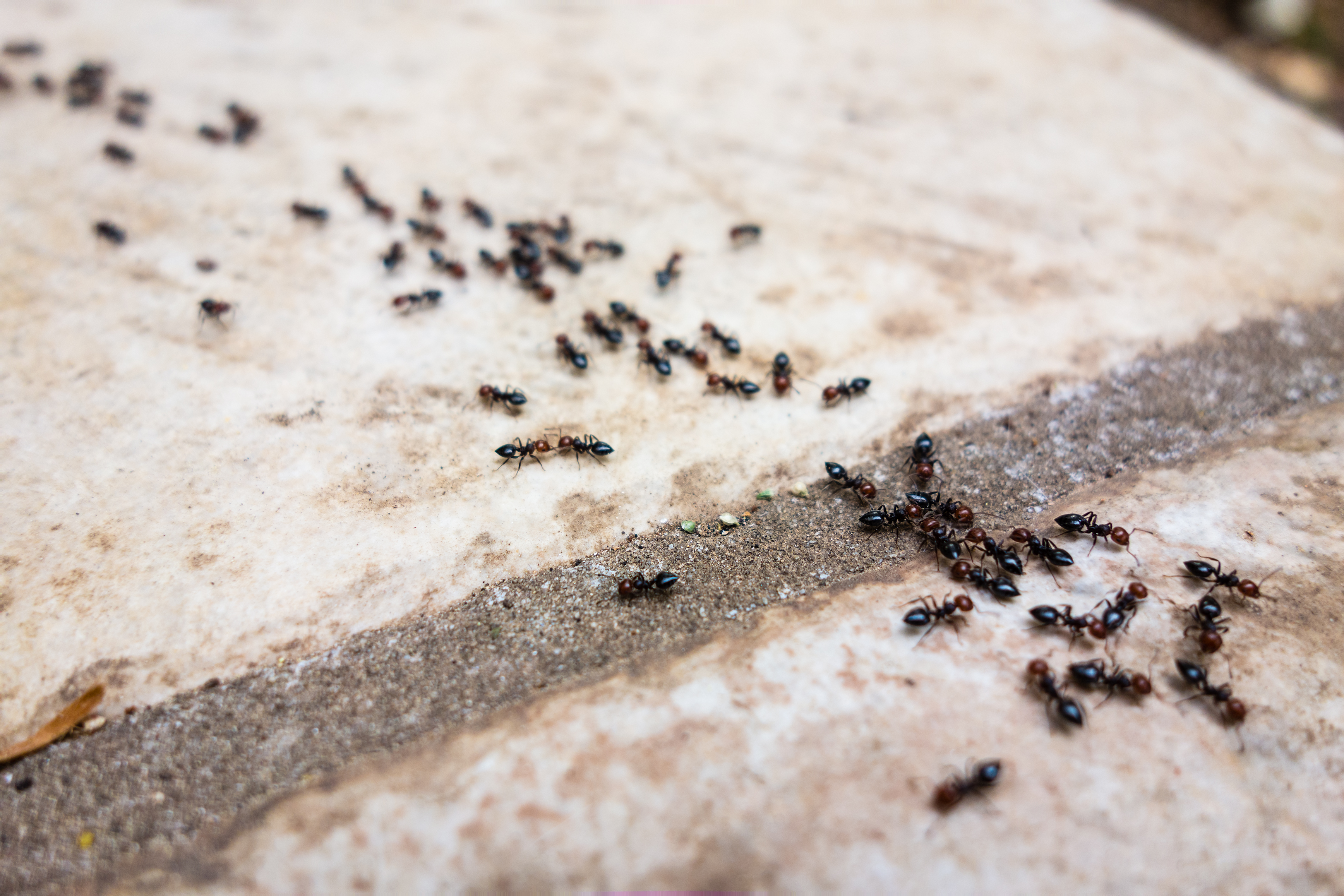 Муравьи черви. Фараоновые муравьи Муравейник. Мелкие муравьи. Маленькие домашние муравьи. Маленькие черные муравьи.