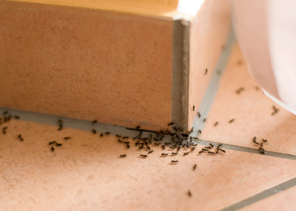 ants in home