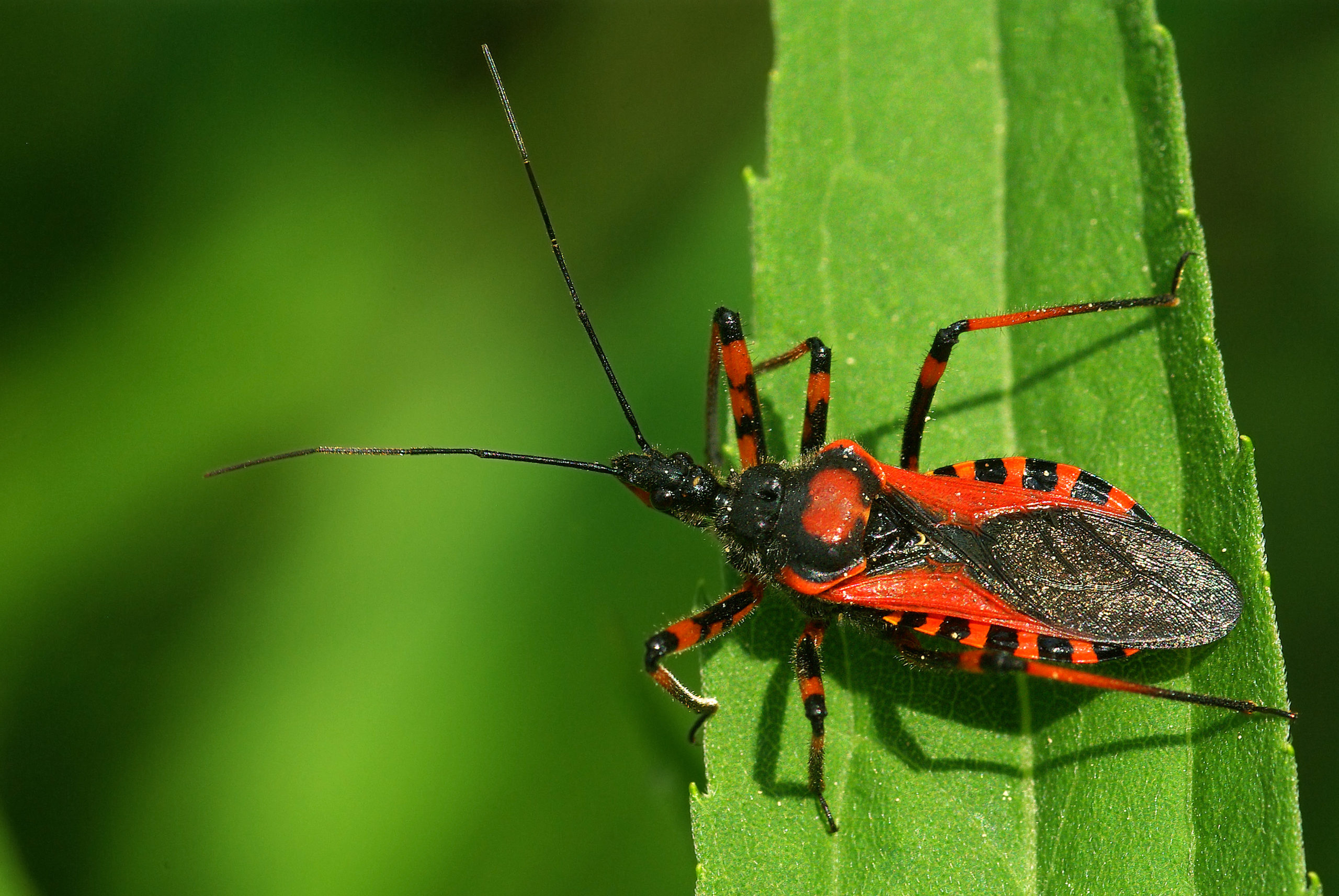 Kissing Bug: NJ Dangerous Pests | ChemTec Pest Control