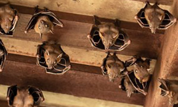 bat-control-experts-new-jersey360x216