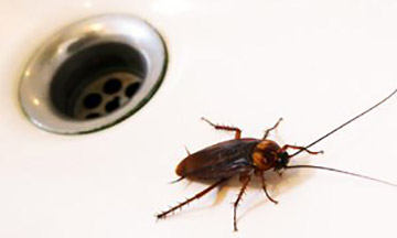 cockroach-exterminator-experts-new-jersey360x216