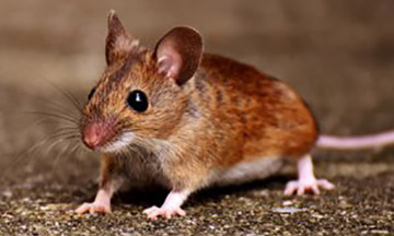 mouse-exterminator-experts-new-jersey360x216