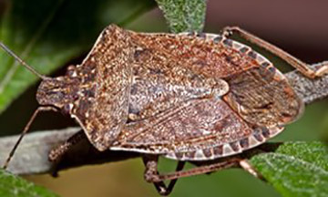 stink-bug-control-experts-new-jersey360x216